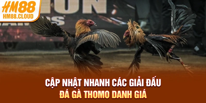 Cập nhật nhanh các giải đấu đá gà Thomo danh giá