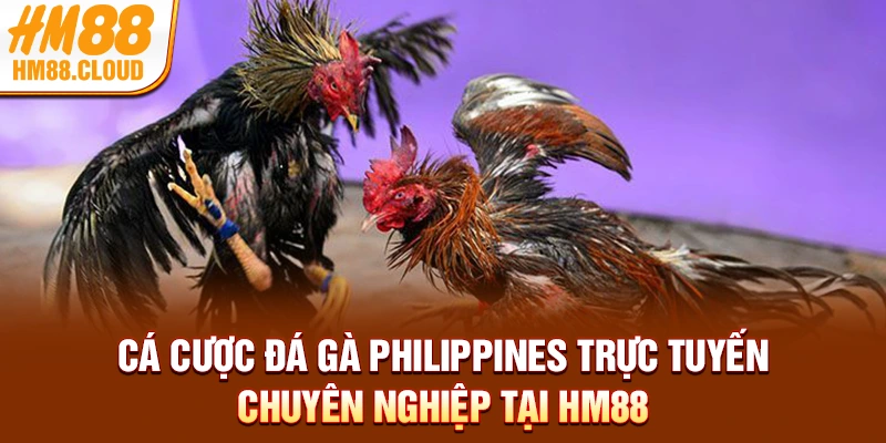 Cá cược đá gà Philippines trực tuyến chuyên nghiệp tại HM88