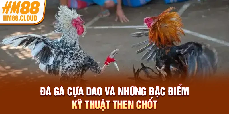 Đá gà cựa dao và những đặc điểm kỹ thuật then chốt