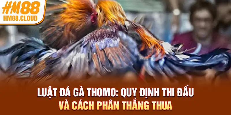 Luật Đá Gà Thomo: Quy Định Thi Đấu Và Cách Phân Thắng Thua