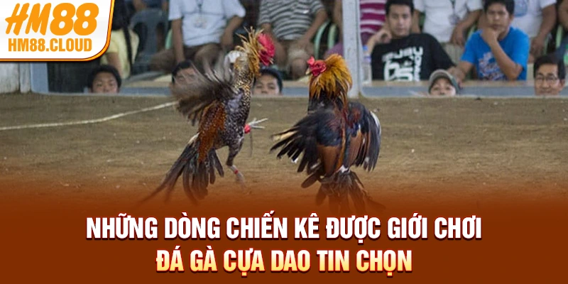 Những dòng chiến kê được giới chơi đá gà cựa dao tin chọn